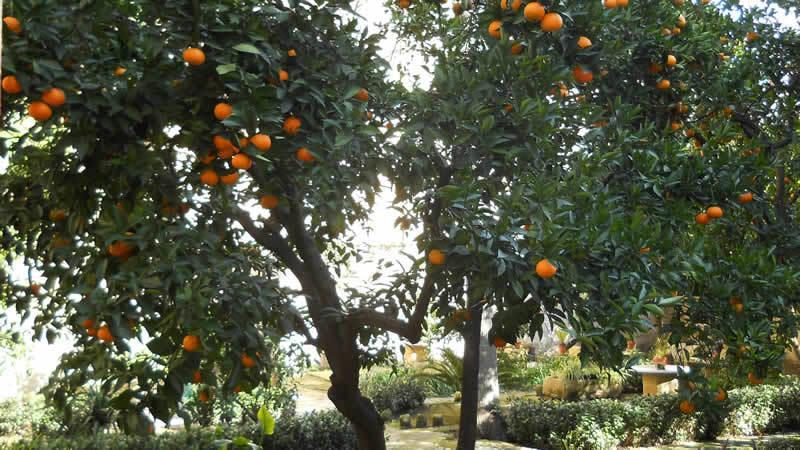 B&B L'Orangerie D'Epoque Lecce Eksteriør billede